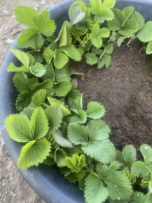 Продам рассаду клубники
