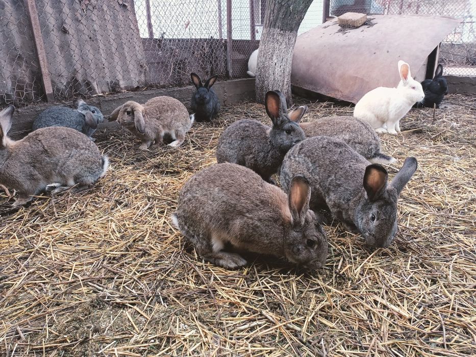 Заец кролик қоян көжектер