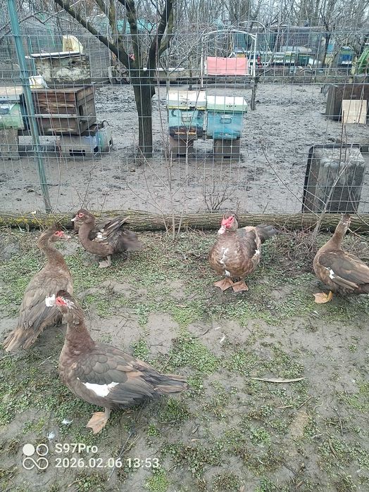 Famili rate mute ciocolatii ,negre salbatic si oua pentru incubat.