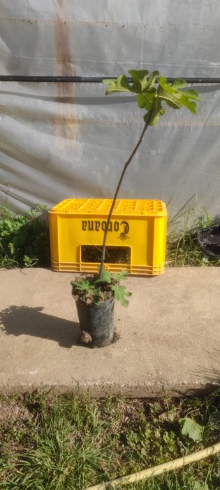 Smochin smochini galben verde sau mov in ghivece