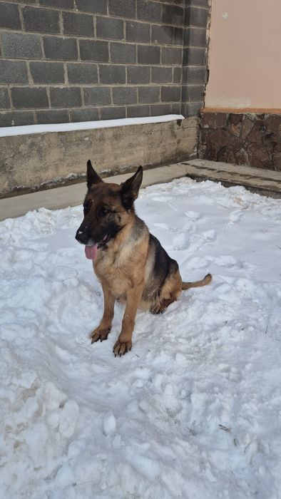 Немецкоя овчарка