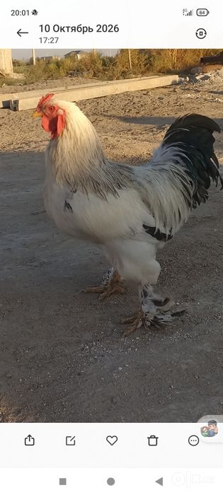 Brama tozasi sotiladi
