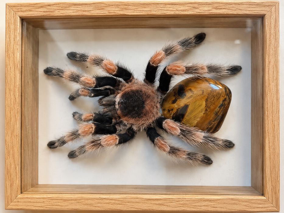Tarantula exotica conservata in rama decorativa colectie entomologica decor piesa unica arta naturala specimen Huuwelma spinicrus cadou 80 euro buc