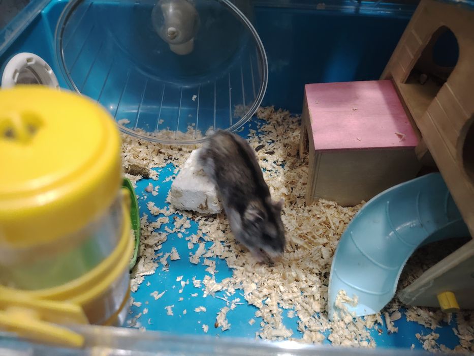 Продам хомяка, девочка