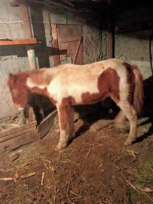 Жабағы сатылымда