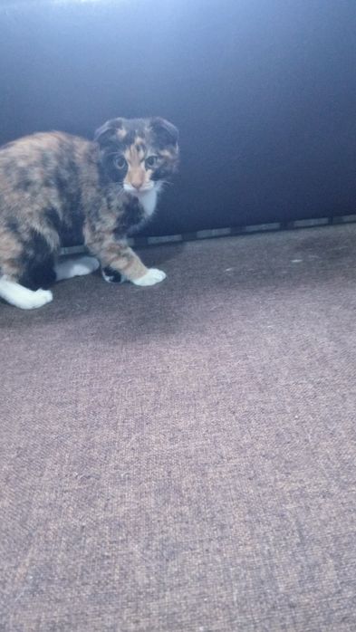 Котенок вислоухий шотландец