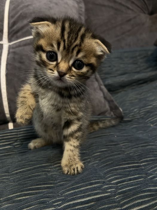 Котята британцы