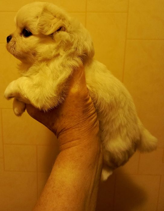 Продам щенков чихуахуа.