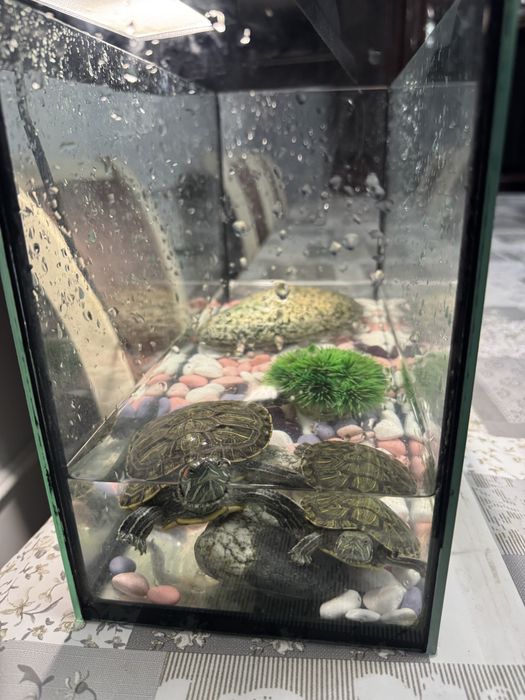 Черепашки продаем