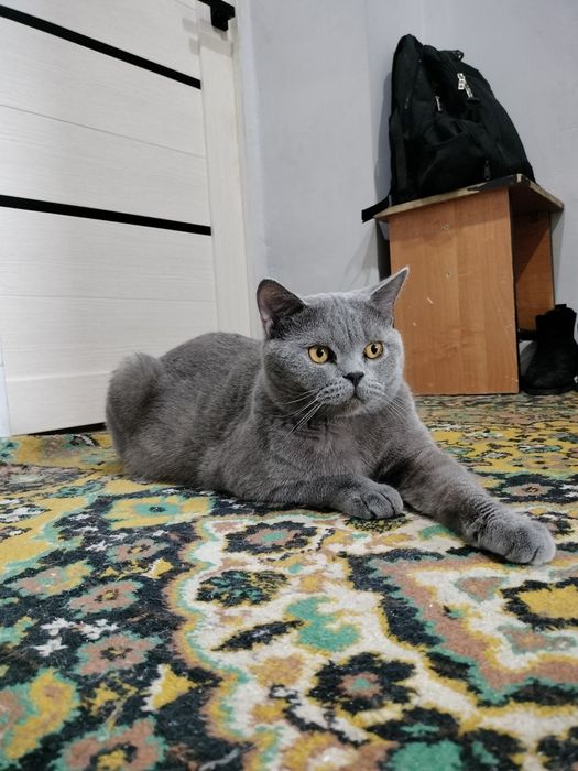 Британец на вязку