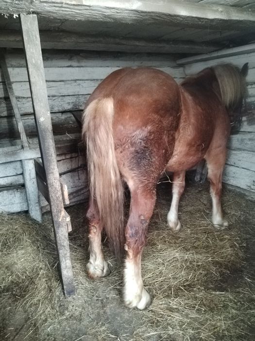 Mânz de vânzare foarte cuminte