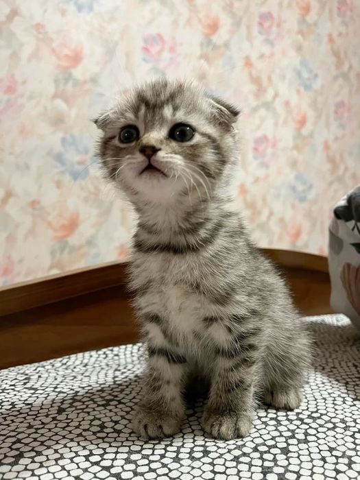 Шотландский вислоухий котёнок