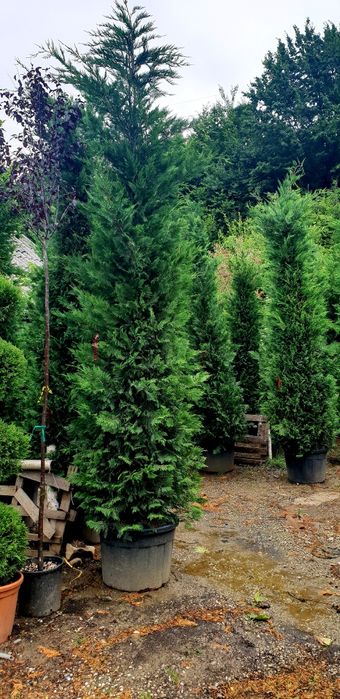 Vindem tuia leylandy 4/5m la ghiveci