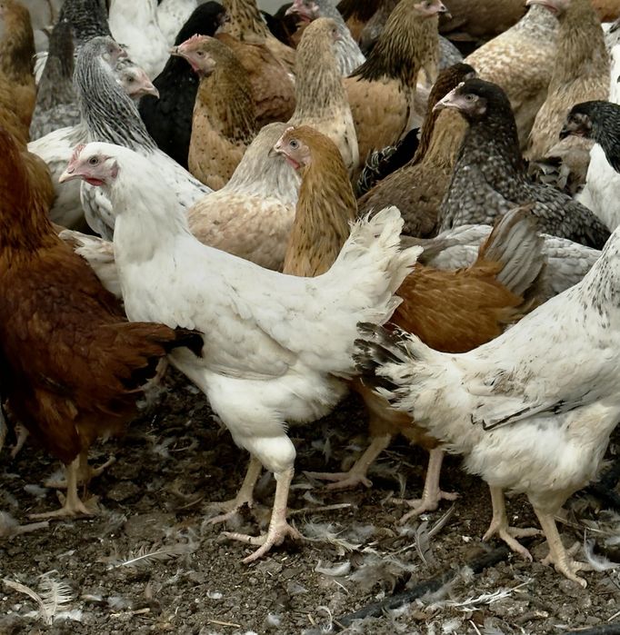 Продавам ярки пилета петли пуйчета