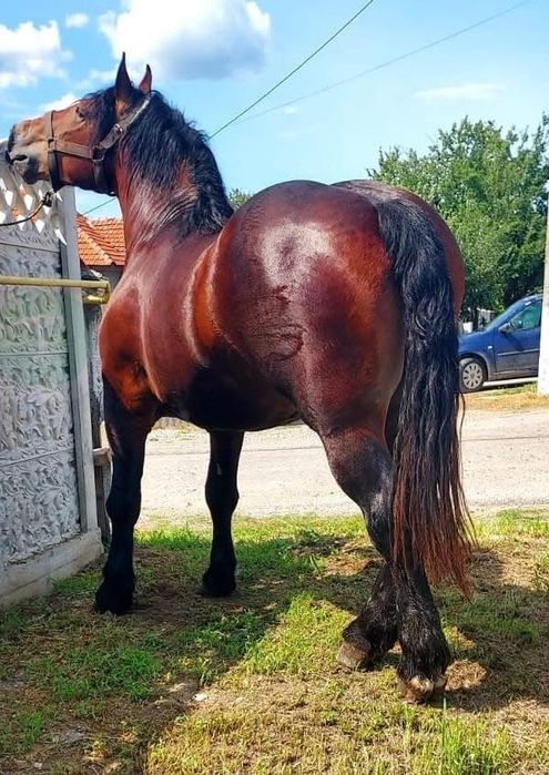 Armăsar de montă !