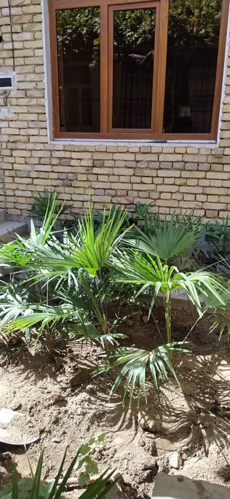 Palma daraxti 5 yillik