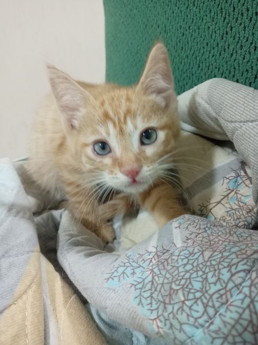 Котята отдам в хорошие руки