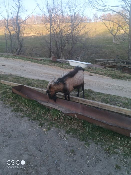 Vând țap alpin  francez