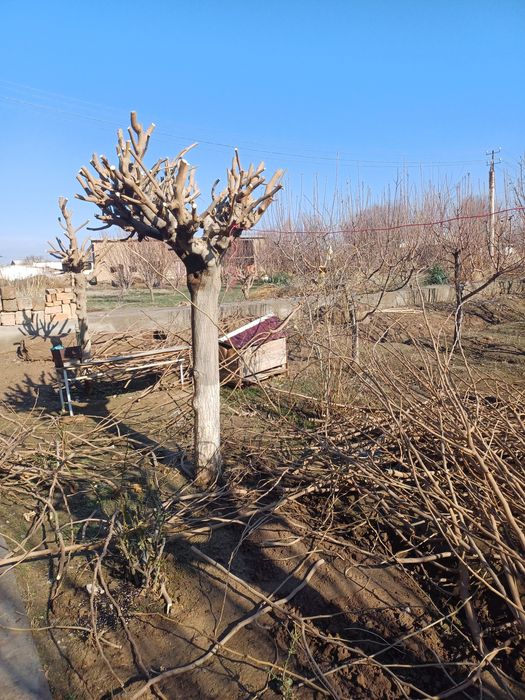 Yapon tut shappalari sotiladi