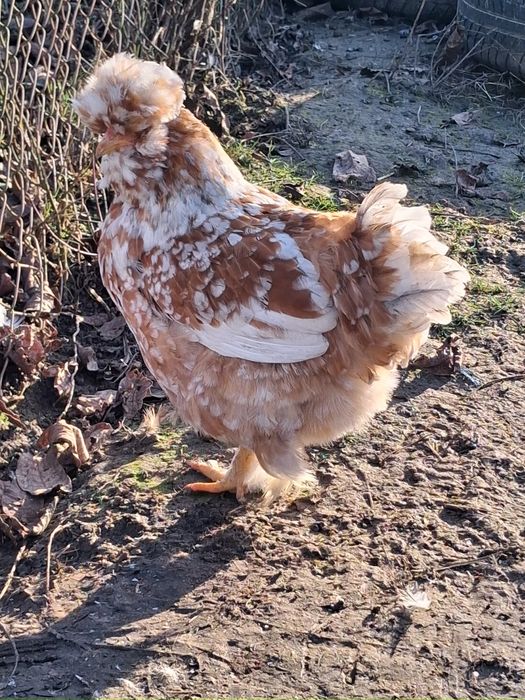 Fac precomenzi pentru oua de incubat