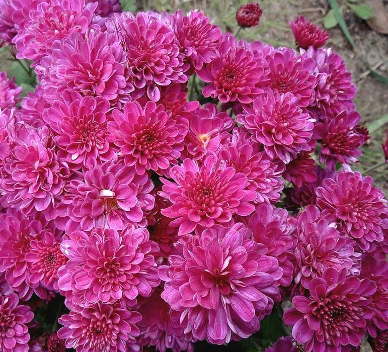 Синяя традесканция разные цветы