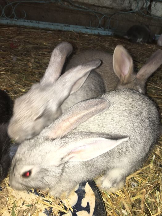 Зотли куёнлар сотилади