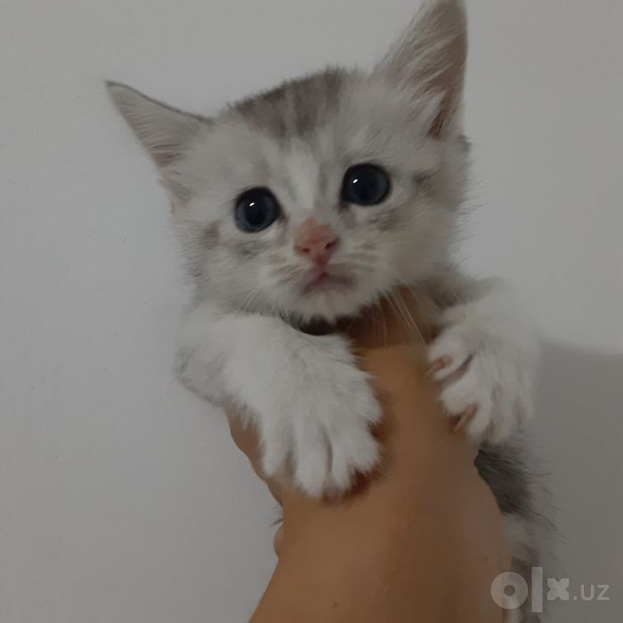 Кошки серебристый шиншилы