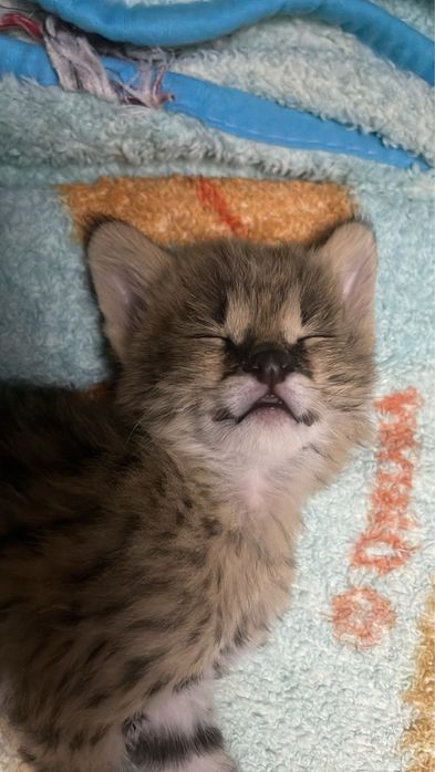 Сервал . Котенок сервала