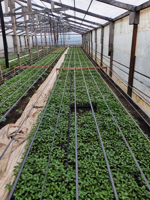 Vânzare Angro Răsaduri de Calitate