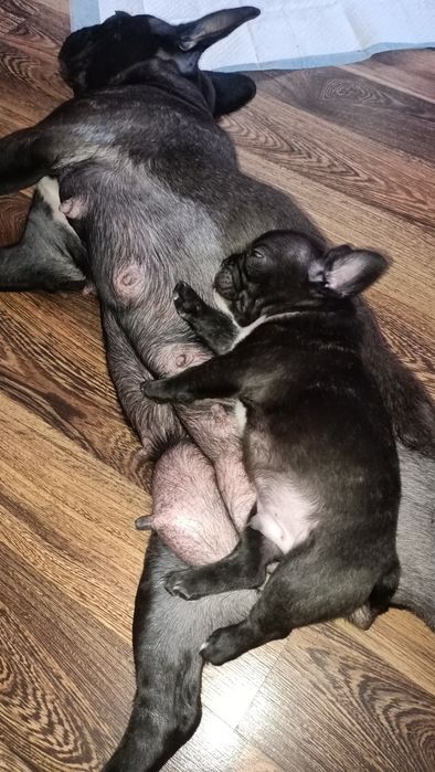 Продам щенков!!!