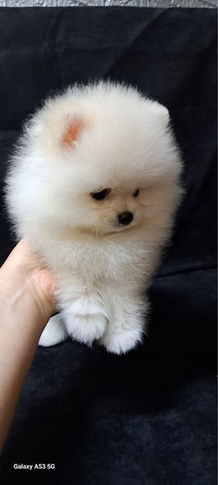 Продается щенок шпица