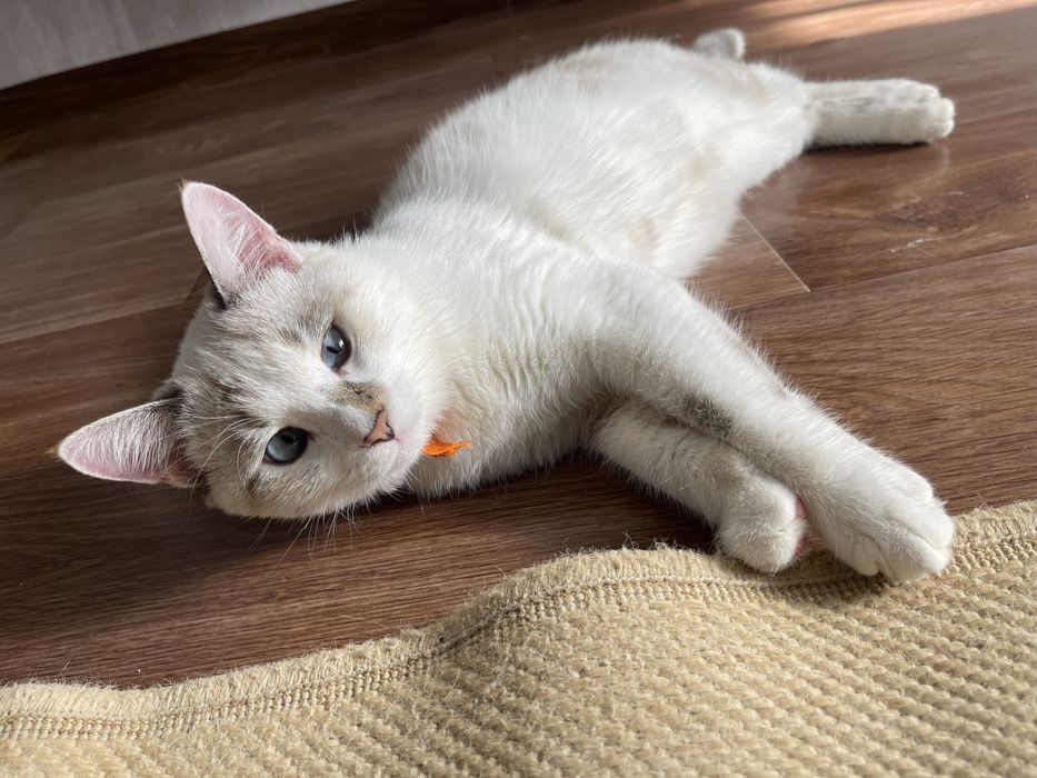 Кот и кошка добрые руки