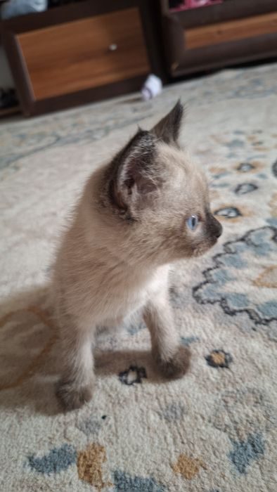 Продам котят сиамских