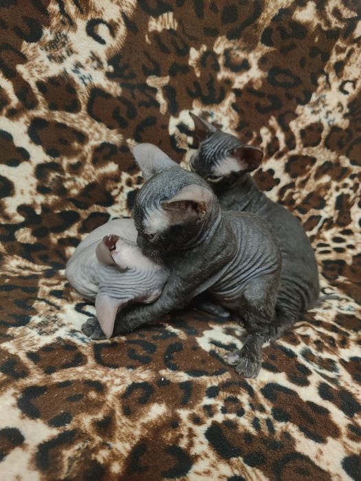 Продам породистых котят сфинксов