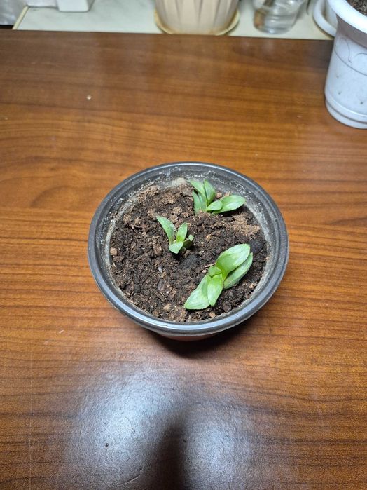 Ростки хавортии (суккулент)