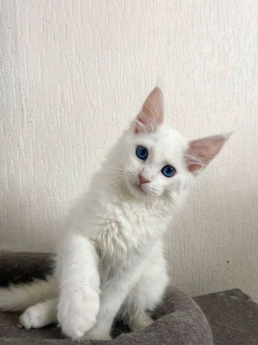 Maine Coon cu părinții campion