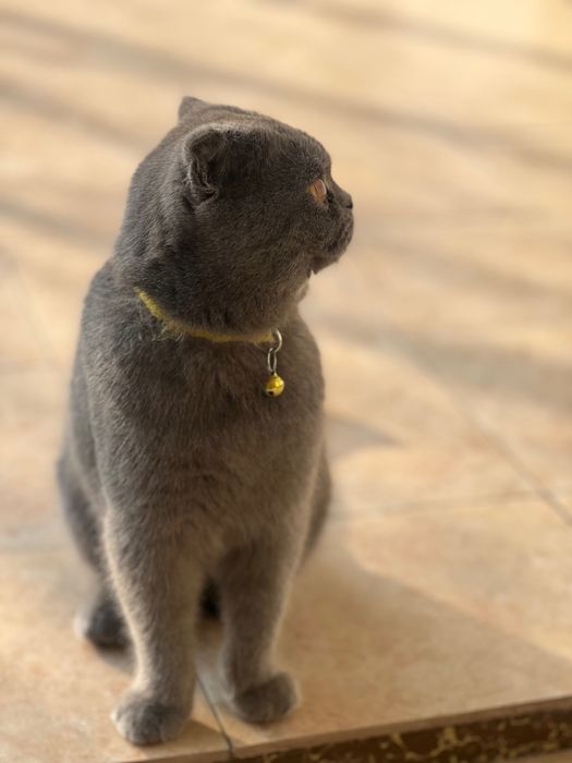 Scotsh Fold shorthair