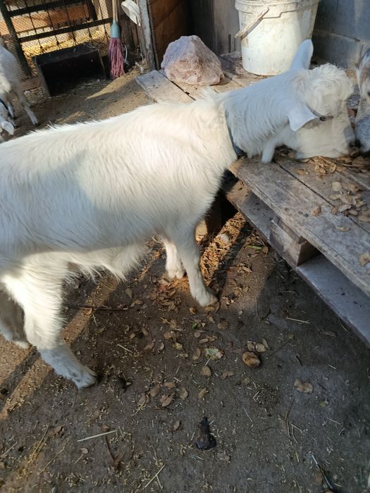 Продам  зааненского козлика