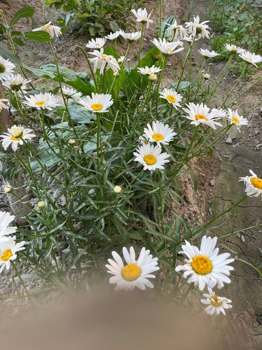Ромашка гули кўчати сотилади
