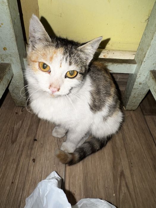 котенок девочка 3 месяца в хорошие руки