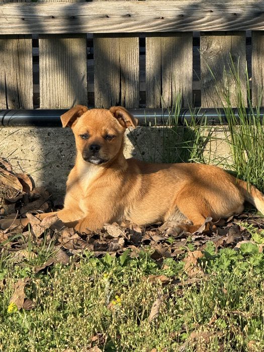 Donatie catelusa- 4 luni