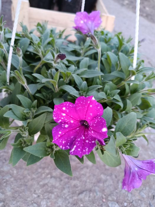 Цветы садовые в ассортименте