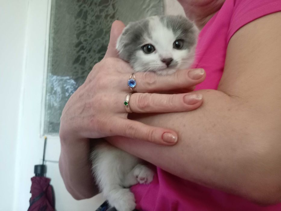 Кошечка вислоухая