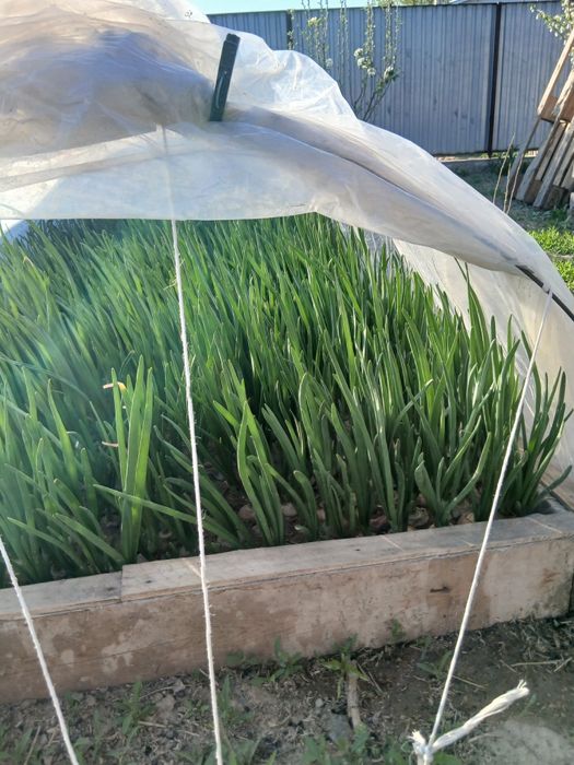 Зеленый лук свежий