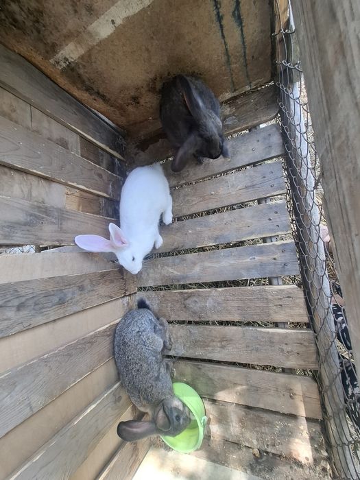 Кролики домашние