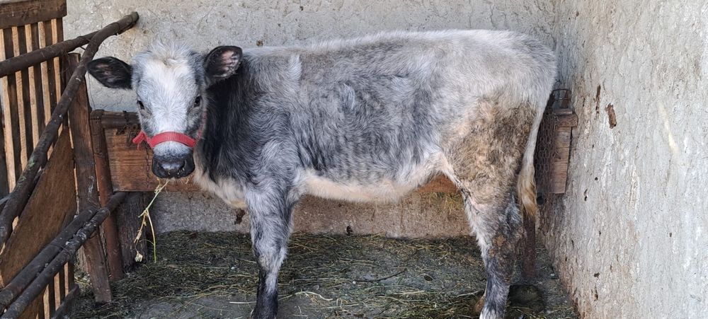 Vand vitel rasa Baltat