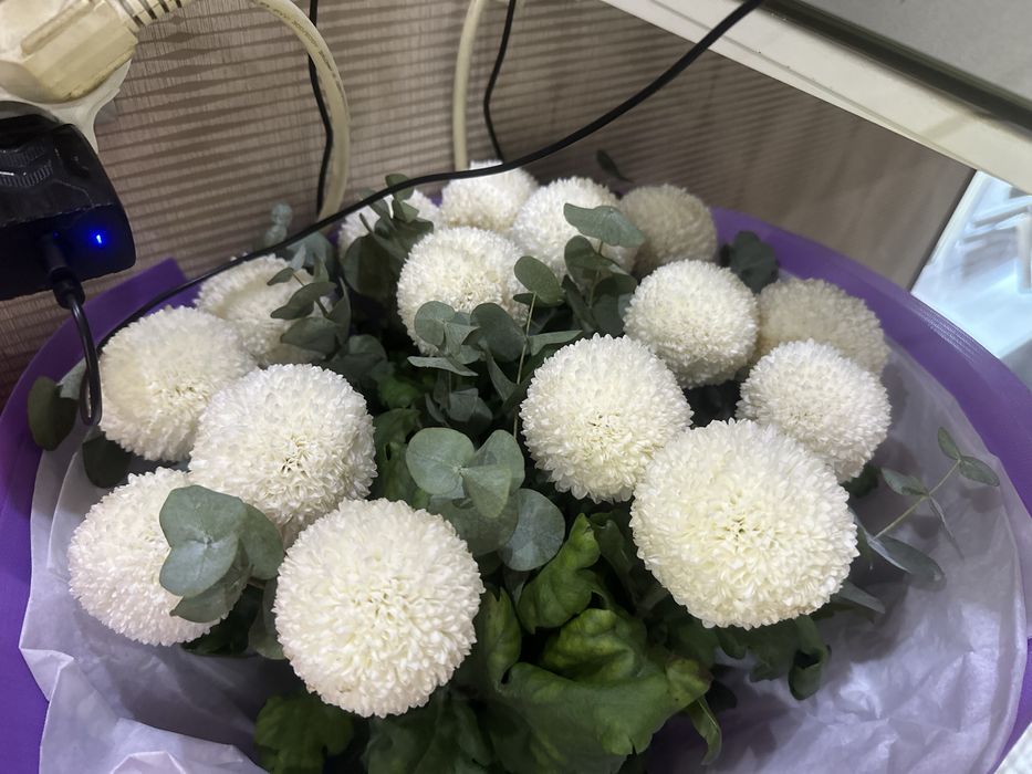 Гул свежий бугынгы