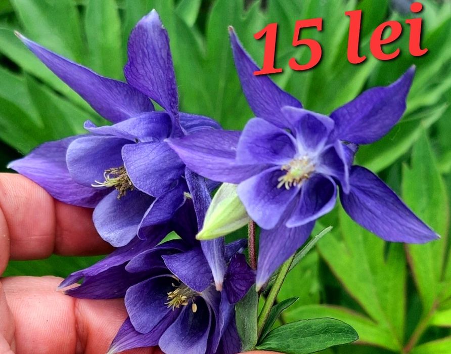 Iris,liliac,caldaruse garofite, salba japoneza plante suculente  etc.