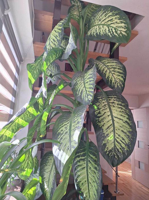Vand Dieffenbachia uriasa peste 2,5m