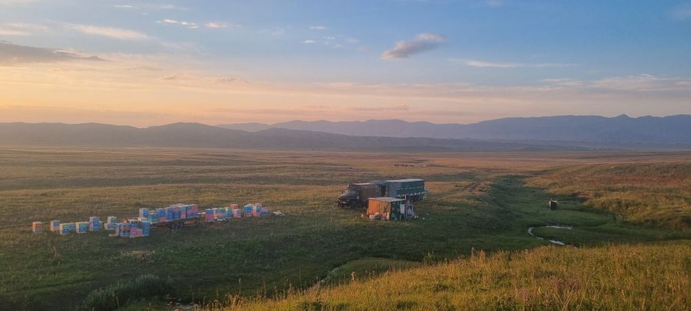 Натуральный мед со своей пасике